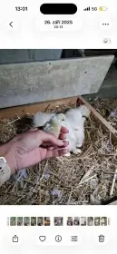 Slepice a kohoutek hedvabnicky