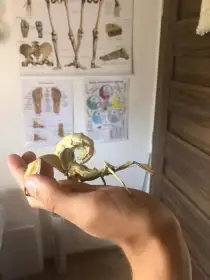 Strašilka Extatosoma tiaratum