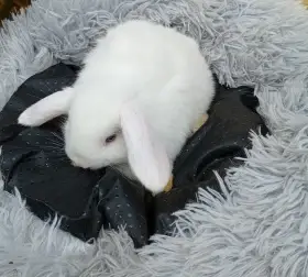 Zakrslý beránek F6