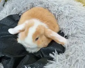 Zakrslý beránek F1