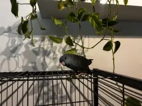 Sháním samici Aymary