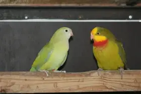 Papoušek nádherný šedozelený skořicový