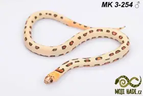 Lampropeltis magmaking