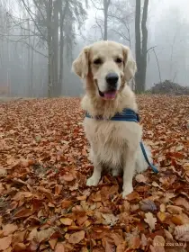 Krytí - Zlatý retrívr (bez PP)