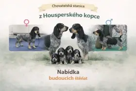 Modrý gaskoňský baset