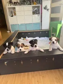 Štěňátka Jack Russell Teriér broken a hladkosrtá