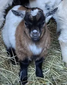 Holandske zakrslé kůzlata