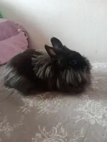 Zakrslí králík s vybavením