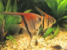 Skaláry Rio Manacapuru Super Red F-2 Simon Forkel skupina 6 ks