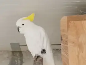 Kakadu Žlutočečelaty