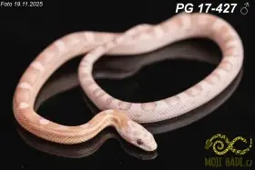 Užovka červená - Pantherophis guttatus - Mimosa RedFactor line