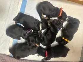 Štěňata Hovawart s PP