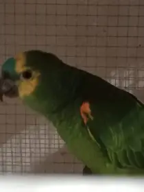 Amazoňan modročelý