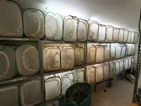 Strašilky Živá exotika