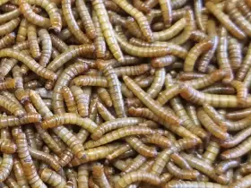Kvalitní červy - mouční i zophobas morio