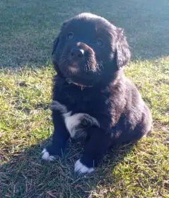 Borador poslední fenka, psík