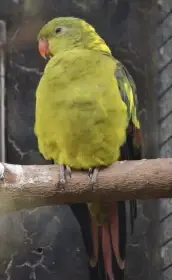 Papoušek horský 0,1