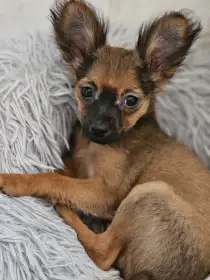 Ruský toy s PP v FCI