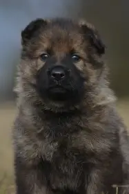 Německý ovčák s PP