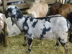 Anglo Nubian 100% samice koz