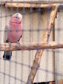 Prodám kakadu růžový