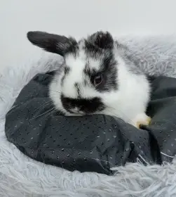 Zakrslý králíček H2