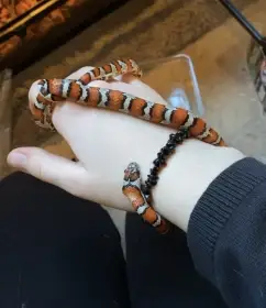 Prodám Korálovku Sedlatou