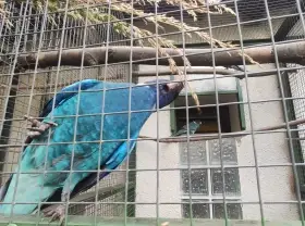 Koupím Barnard límcový modrý