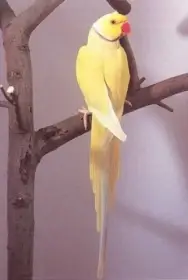 Alexandr malý Lutino 1.0 2021