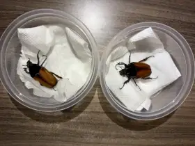 Mecynorhina torquata ugandensis