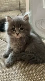 Mainská mývalí kočka