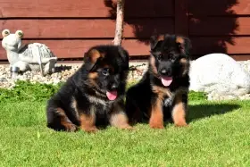 Německý ovčák štěňata s PP supr kup