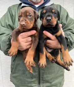 Doberman – štěňata na prodej