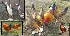 Prodám NV / kuřátka - česká kropenka zlatá,Naše Kalimero,Hempšírka,Křepelky...