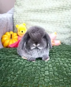 Zakrslý beránci MiniLop