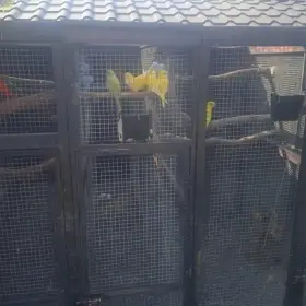 Papoušek mniší -mnich