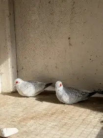 Holoubek Diamantový