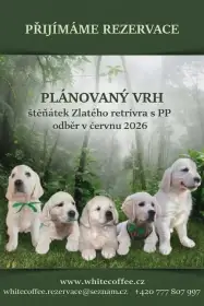 Přijímáme rezervace na očekávaný vrh štěňátek Zlatého retrívra s PP