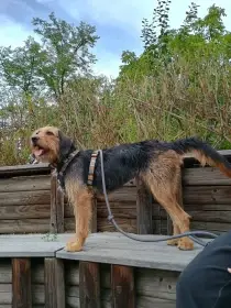 Krásná fenka mix bosenský hrubosrstý honič