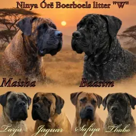 Boerboel  FCI PP