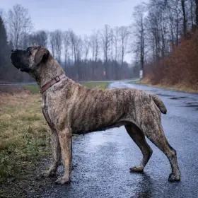 Rapsodiya Savan Dayo for NO