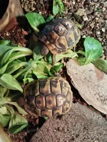 Poslední 2ks...Želva zelenavá (Testudo hermanni)