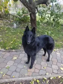 matka