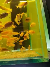 Akvárium 270 litrů