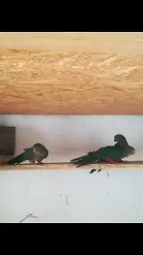 Prodám mladé samce