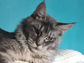 Mainská mývalí kočka s PP