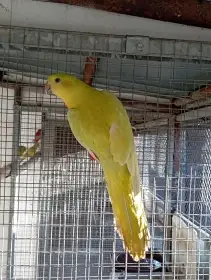 Papoušek královský žlutý