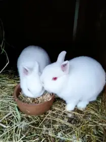 Prodám zakrslé králíčky.