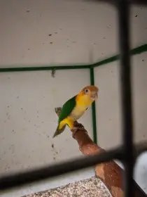 Amazónek belobruchý