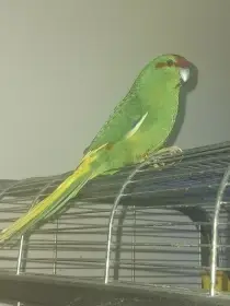 Pár - stáří cca 2 roky